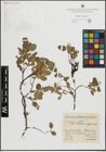 Foto von Salix herbacea L. x Salix pyrenaica Gouan